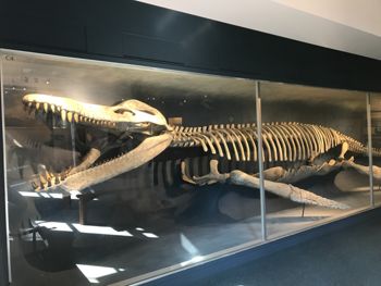 Media type: image;   Vertebrate Paleontology VPRA-1285 Description: Exhibit case C4 showing VPRA-1285 on exhibit at HMNH in Romer Hall.;